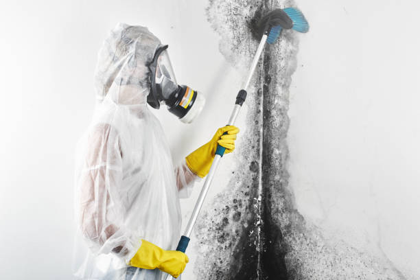 Best Environmental Consulting for Mold Prevention  in Lewisville, WA