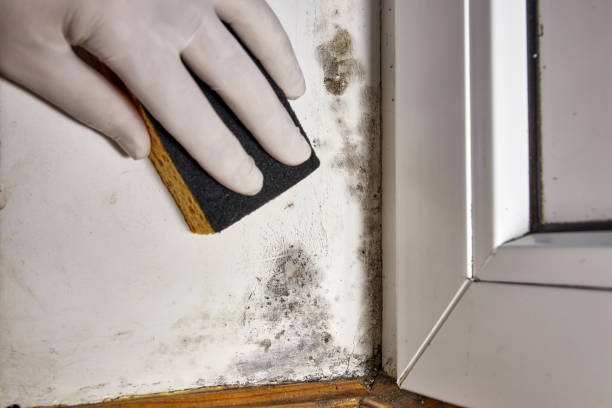 Biohazard Mold Removal in Lewisville, WA