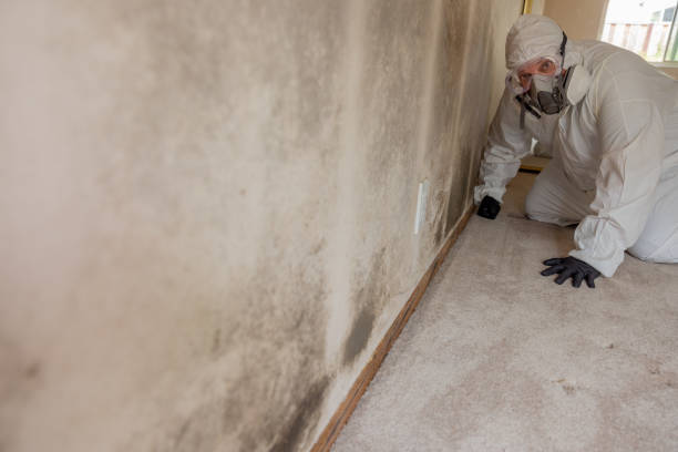 Best Mold-Related Health Consultation  in Lewisville, WA